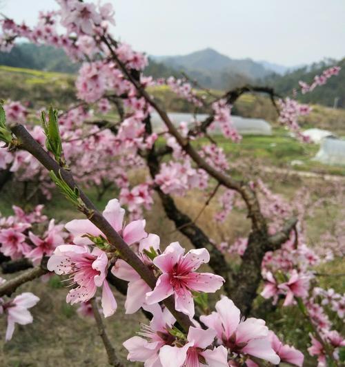 桃花花语与代表意义（探索桃花的美丽与意义，解读桃花花语）