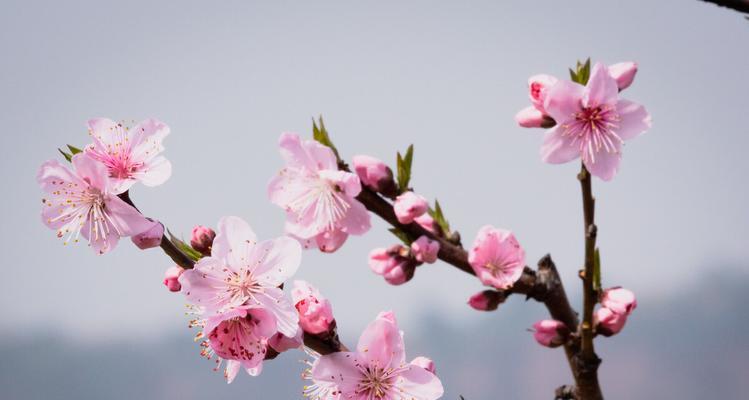 桃花的寓意与象征（桃花的美丽与希望）