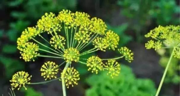以武竹的花语与象征意义（一束以武竹传递的生命力，诠释坚忍不拔的意志）