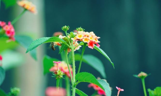 五色梅的花语与美丽之谜（探寻五色梅的寓意和魅力）