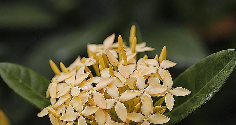 仙丹花（仙丹花花语与传说解读，揭秘其神秘力量）