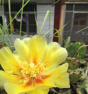 仙人掌开花的寓意与象征（探寻仙人掌开花的意义，揭示自然奇观中蕴含的人生哲理）