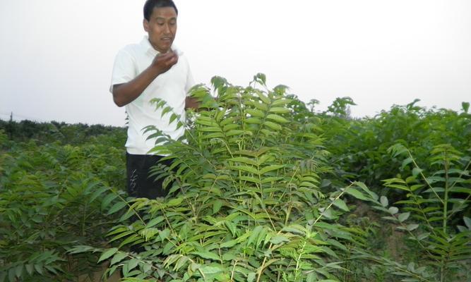 香椿树开花（探寻香椿树开花的象征意义）