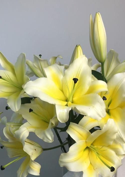 香水百合的花期和花语（揭秘香水百合的绽放奇迹及其深刻的寓意）