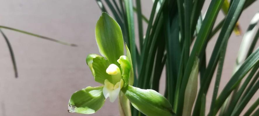 高洁之花（莲花、白兰花和玫瑰花）