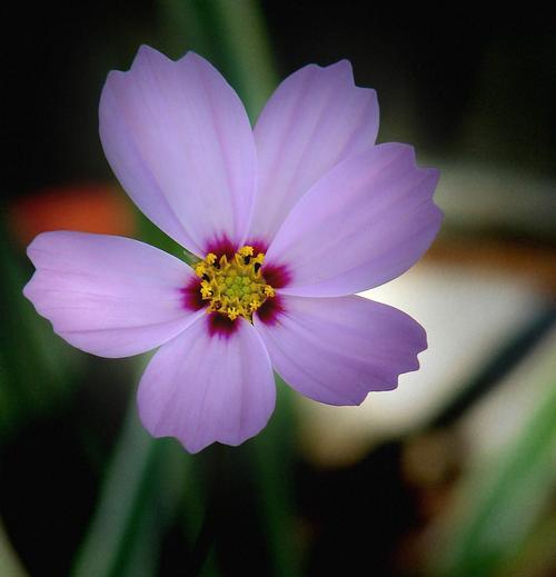 坚强勇敢独立的花与植物（生命力的象征与启示）