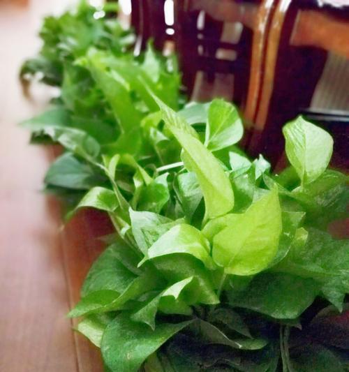 植物的象征教师精神（用植物表达师者之心）