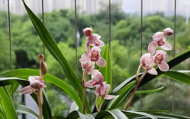 象征君子的植物，品德的花园（探寻君子品质的自然化身）