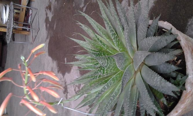 植物的善良之心（探索自然界中以善良与助人为主题的植物生灵）