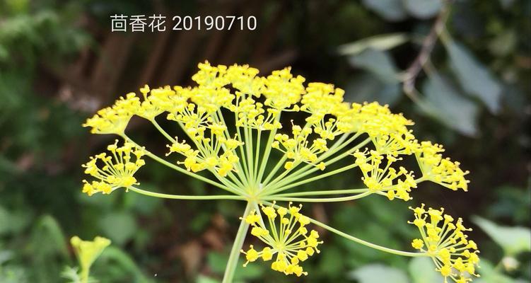 平凡中的伟大——以象征平凡的植物为主题的文章（探索自然中的无尽魅力，平凡也是一种美丽）