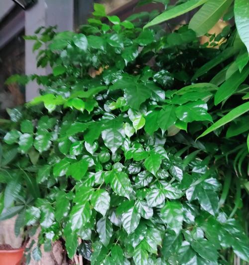 植物中的亲情之花（探索植物中寄托亲情情感的鲜花）