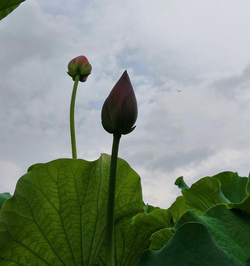 寄托思念的象征植物（缅怀逝者，表达情感，留住记忆的植物）