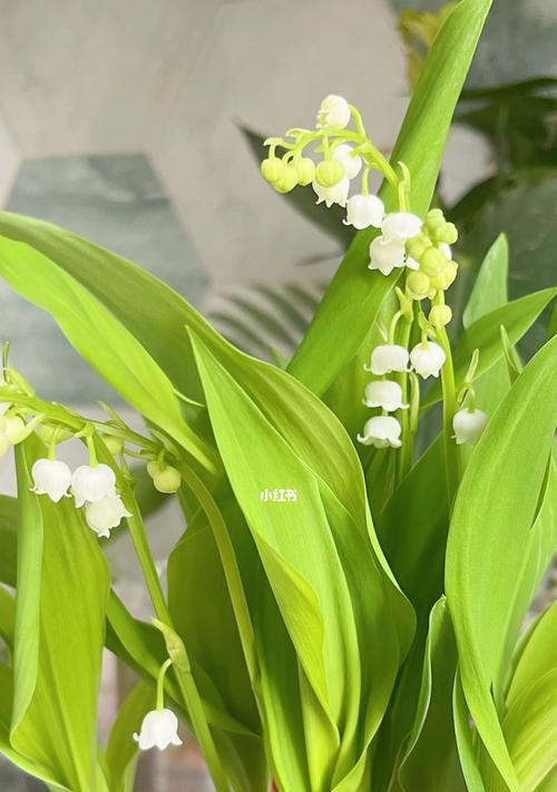 幸福之花（自然的守护者——植物为我们带来幸福与快乐）