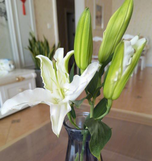 幸福之花（自然的守护者——植物为我们带来幸福与快乐）