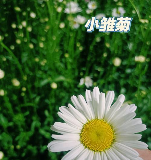 绿色雏菊花语的美丽意义（探索自然之美）