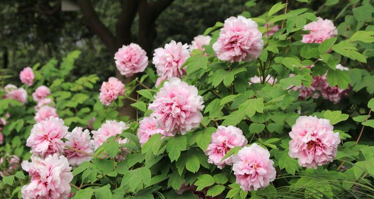 绿色牡丹花的寓意——生命与希望（揭示牡丹花的丰富内涵与深远启示）