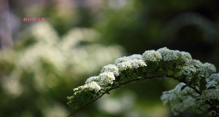 麻叶绣线菊花语（探寻麻叶绣线菊的花语与意义）