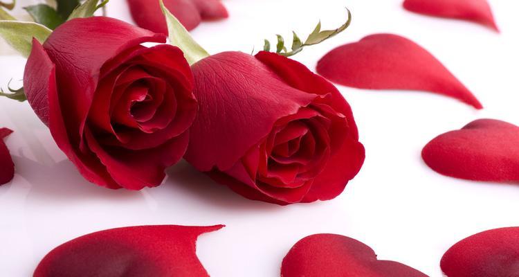 玫瑰花的花语和象征意义（探索玫瑰花背后的深意）