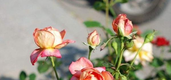 玫瑰与月季（玫瑰和月季的花语解析及美丽寓意）