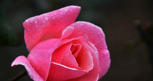 玫瑰花的花语与寓意（探寻玫瑰花的情感象征及文化内涵）