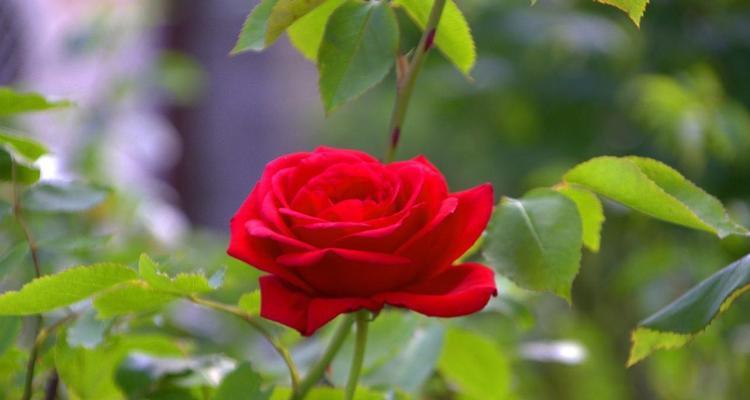玫瑰花的花语与寓意（探寻玫瑰花的情感象征及文化内涵）