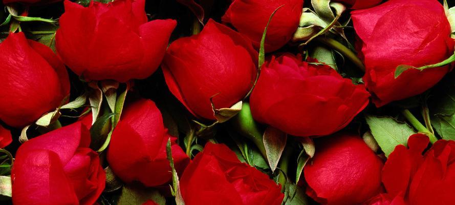玫瑰花样的植物——美丽与多样性的结合（探索玫瑰花纹植物的奥秘）