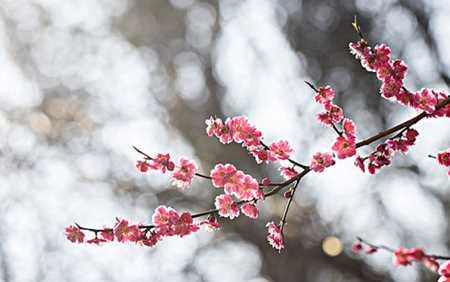 梅花花语的深刻寓意（探索梅花花语的文化内涵）