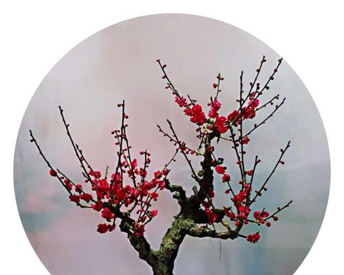 梅花花语的深刻寓意（探索梅花花语的文化内涵）