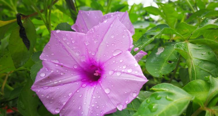 牵牛花的花语与意义（探寻牵牛花的美丽寓意与象征）