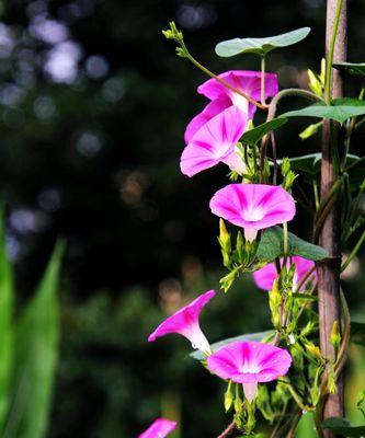 牵牛花（花开无声）