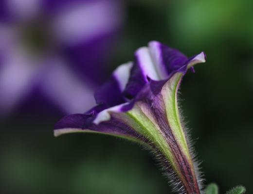 牵牛花（追寻爱情之花的意义与神秘）