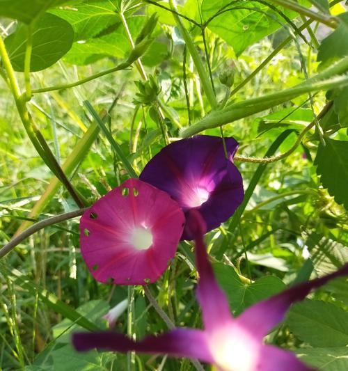 牵牛花象征的人（探索牵牛花所代表的不同类型的人）