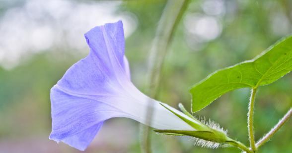 牵牛花（在花海中绽放的爱之花）