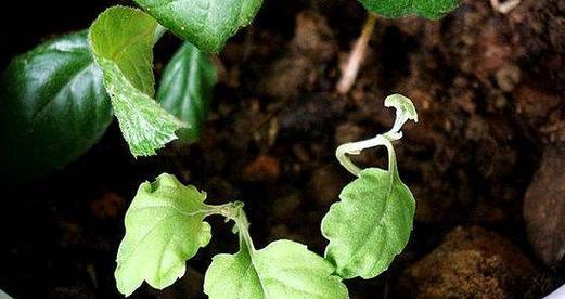 植物繁殖技术（掌握植物繁殖的技巧）