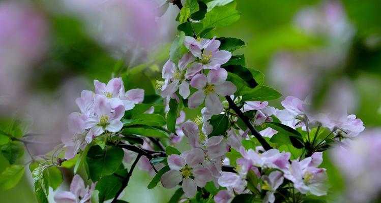 日本海棠花花语（揭示日本海棠花的花语及其象征的深层含义）