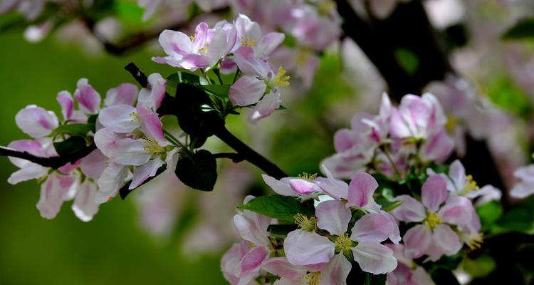 日本海棠花花语（揭示日本海棠花的花语及其象征的深层含义）