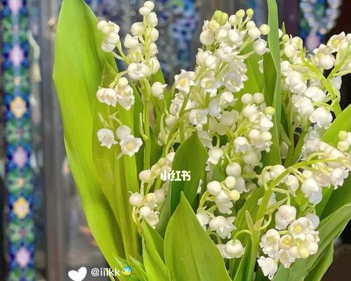 日系绿色切花小菊花语（以小菊花为载体）