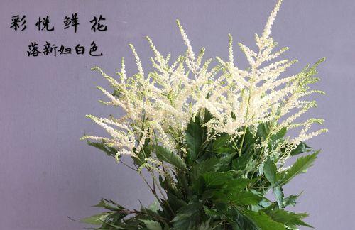 日系绿色切花小菊花语（以小菊花为载体）