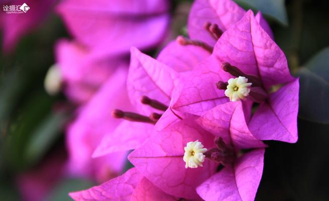 三角梅花的花语及寓意（美丽）