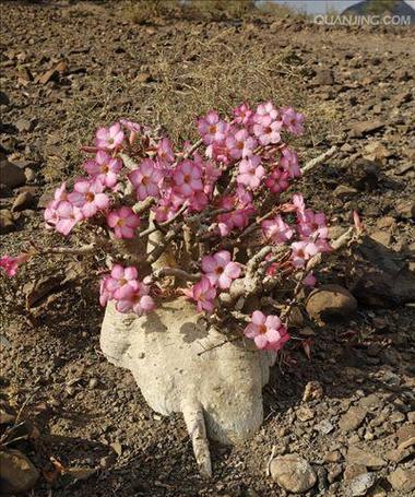 沙漠玫瑰花语与寓意（探寻沙漠玫瑰花的花语之美）