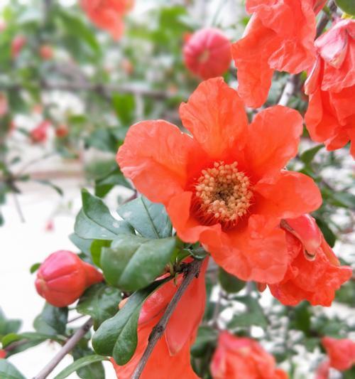 番石榴花语之美（探寻番石榴花语的深意）