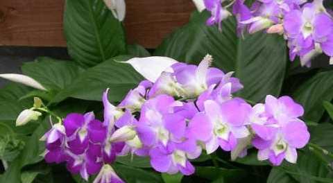 石斛兰的花语（石斛兰——力量的象征）