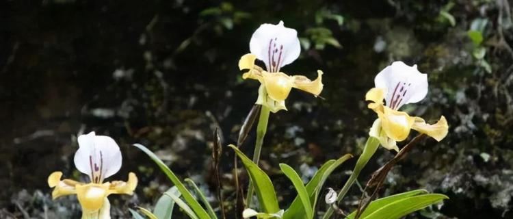 水晶兰花语（透过水晶兰花语）