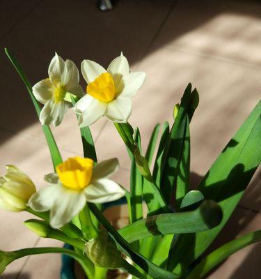 水仙花的花语与日本传统文化（水仙花与日本文化的深刻内涵）