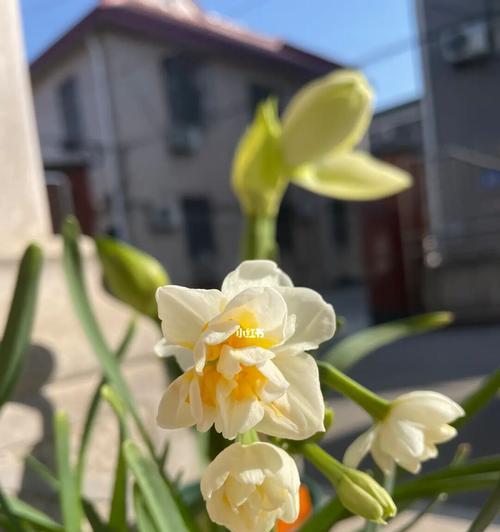 水仙花的寓意与象征（传递希望与坚持的水仙花）