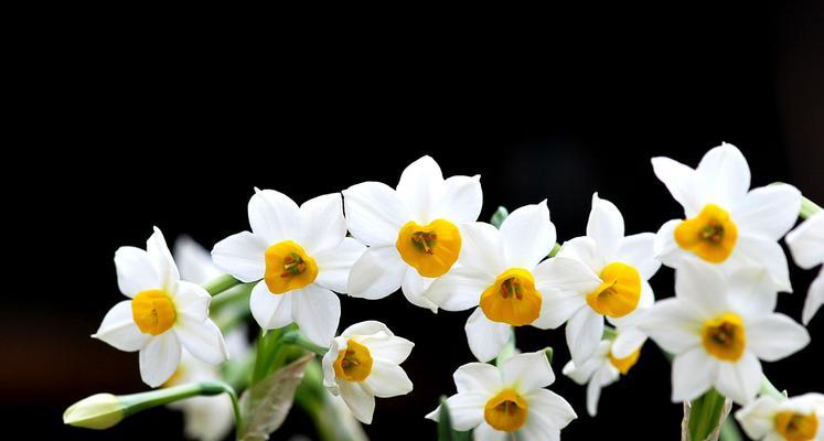 水仙花的寓意与象征（传递希望与坚持的水仙花）