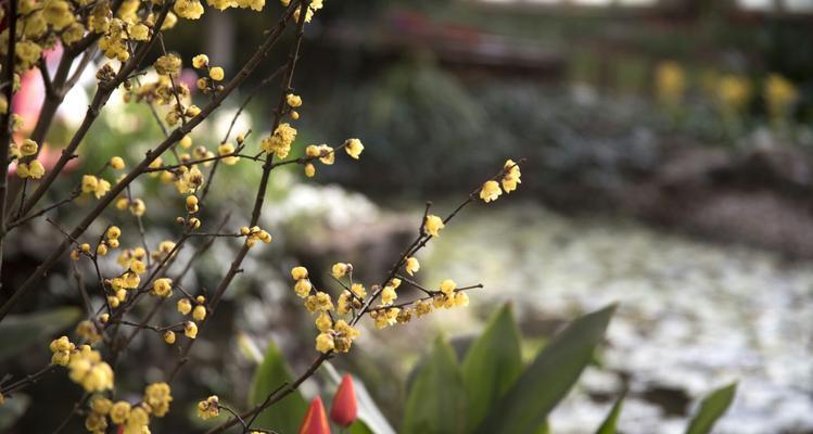 水仙梅花的寓意与象征——纯洁、坚强与希望（水仙梅花的美丽蕴含着深刻的内涵）