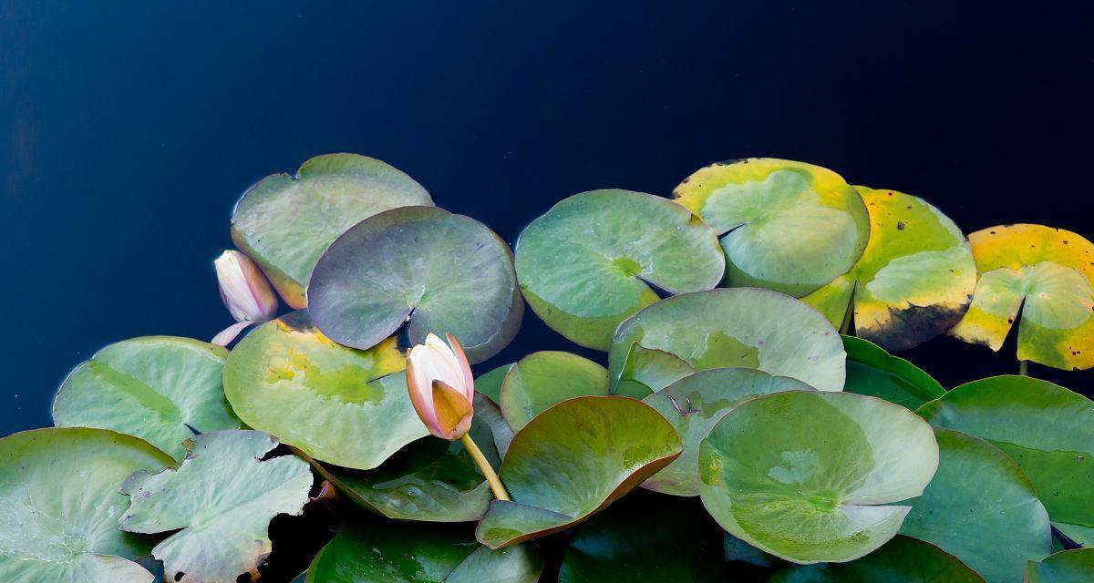 探索睡莲科植物的奇妙世界（了解睡莲科的多样性与特点）