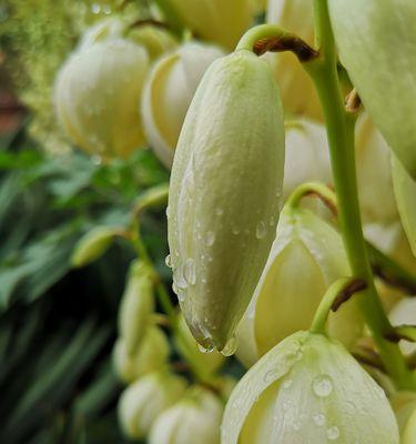 丝兰花语与寓意（探索丝兰的花语与象征）