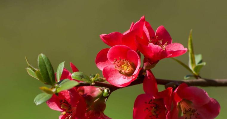 四季海棠（芬芳绽放的四季海棠）